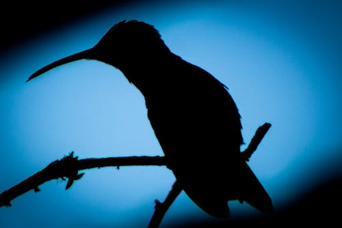 Silhouette of a Hummingbird 