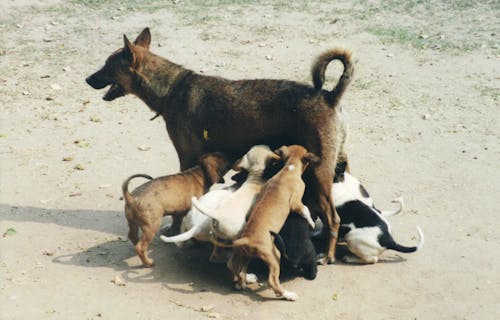 Dog Feeding Puppies