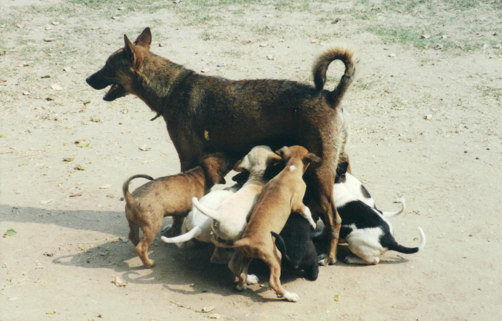 Dog Feeding Puppies