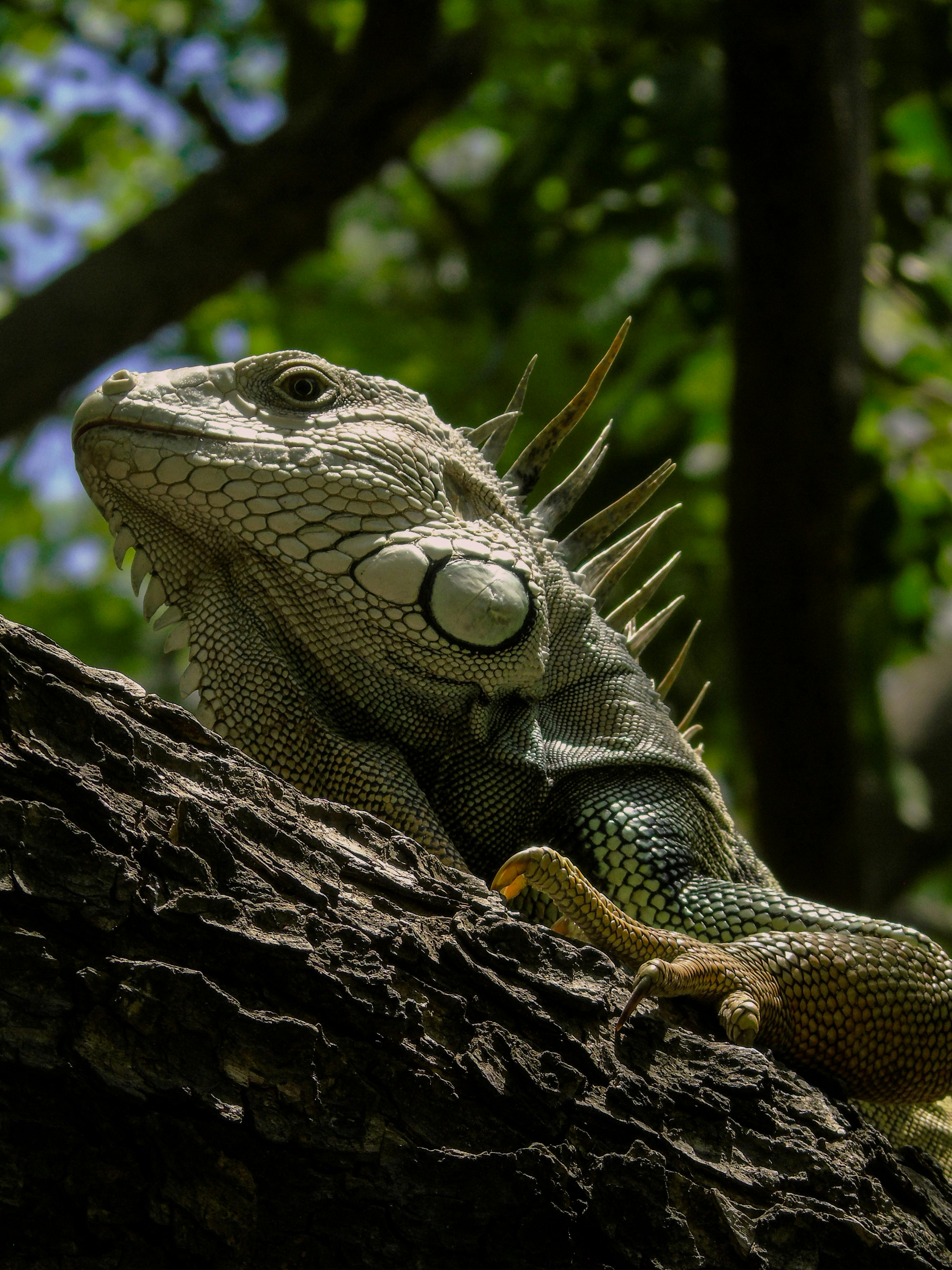 A detailed close-up of an iguana perched on a tree trunk in Cartagena, Colombia.