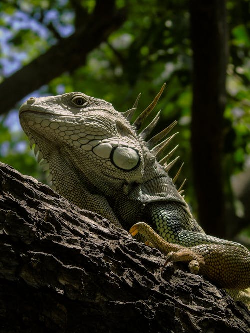 Close-Up Shot of an Iguana 
