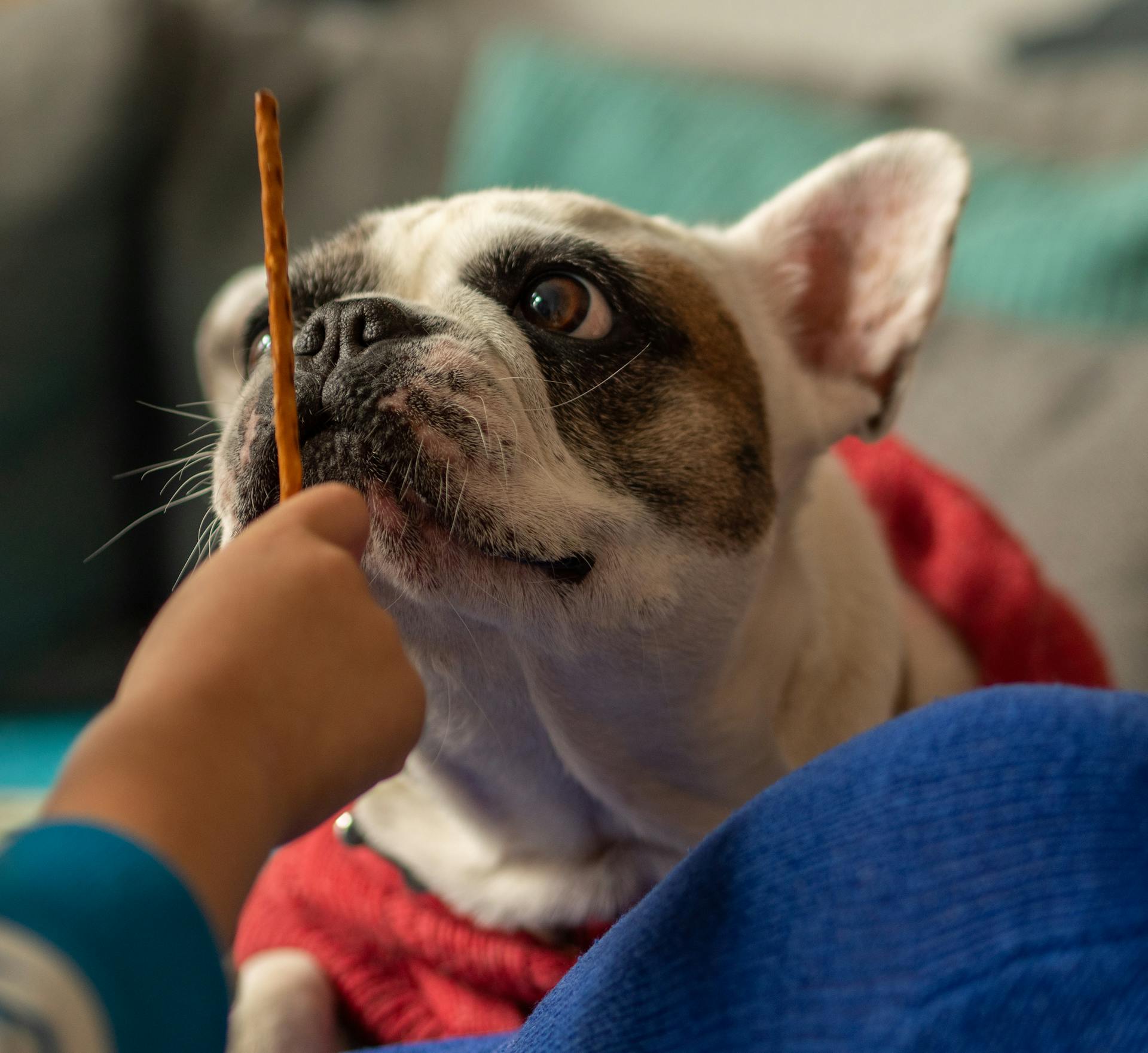 Dog Looking at a Stick