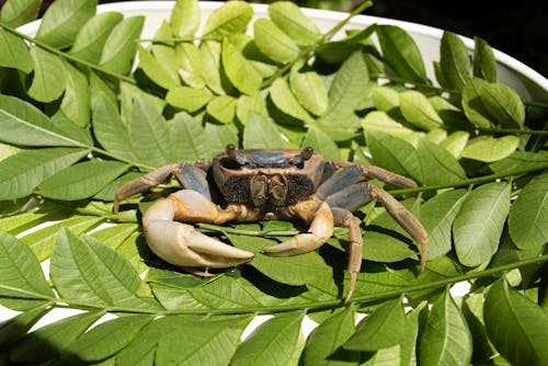 Free Crab on Leaves Stock Photo