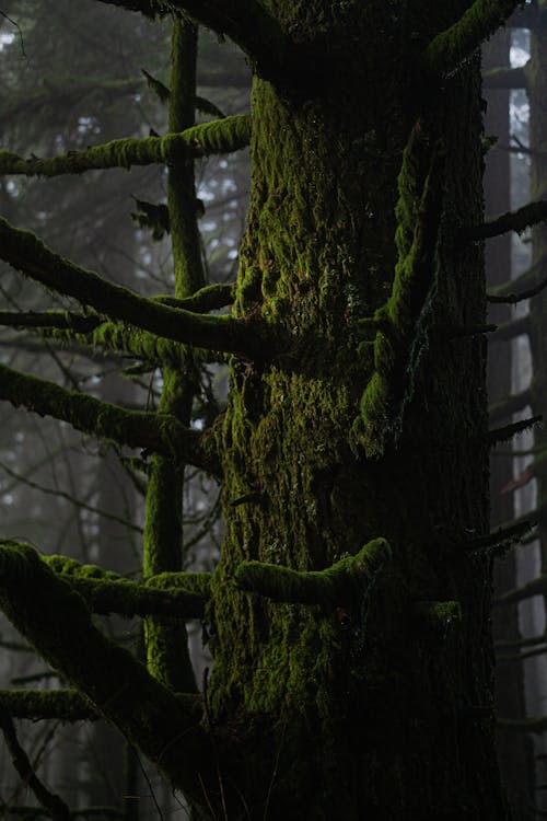 가지, 나무 둥치, 수직 쐈어의 무료 스톡 사진