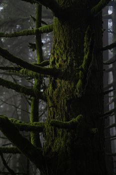Close-up of a moss-covered tree trunk in a misty forest environment.