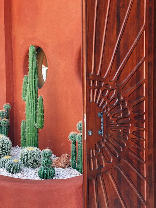 Gratis stockfoto met buitenkant van het gebouw, cactussen, decoratie