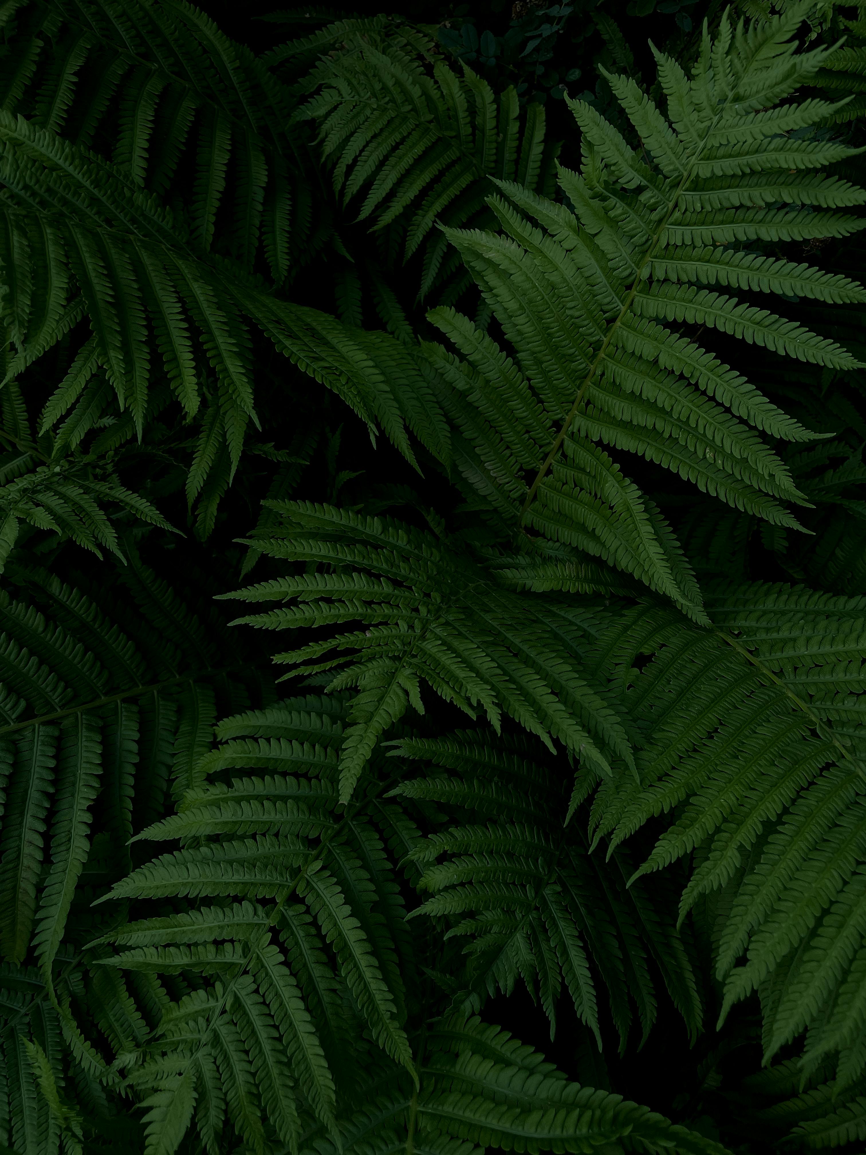 Green Fern Leaves · Free Stock Photo