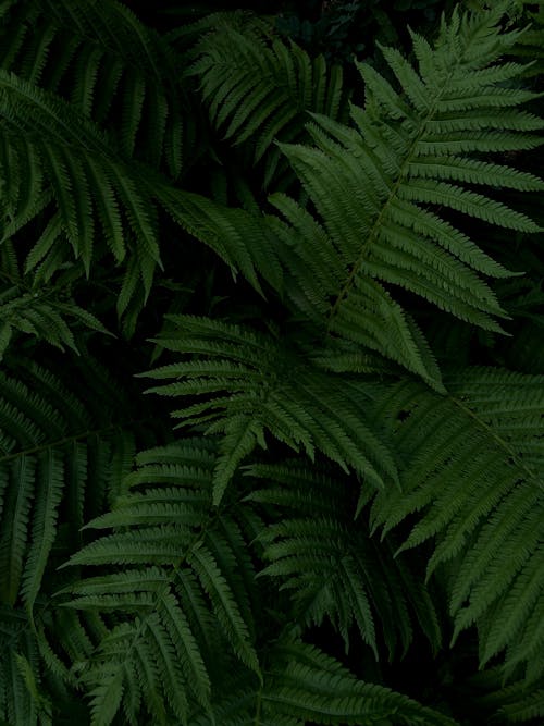 Free Green Fern Leaves Stock Photo