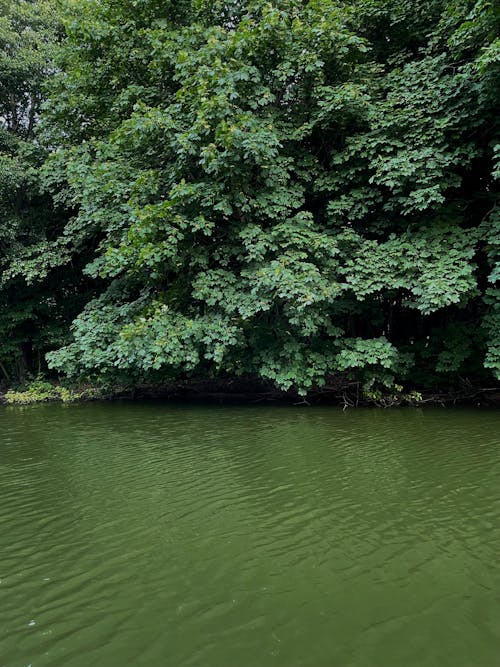 Trees near River