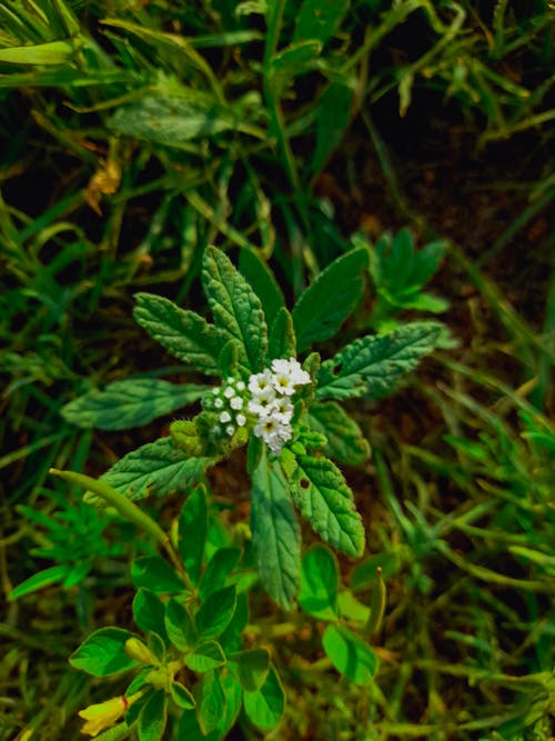 white flower