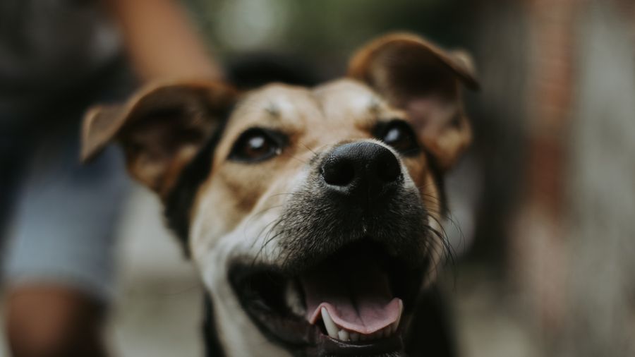 What Feeding My Dog Actually Costs, and Where I Save