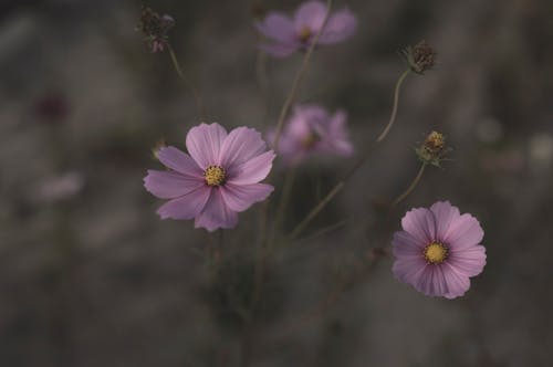 Kostnadsfri bild av blomfotografi, blomma, blomning