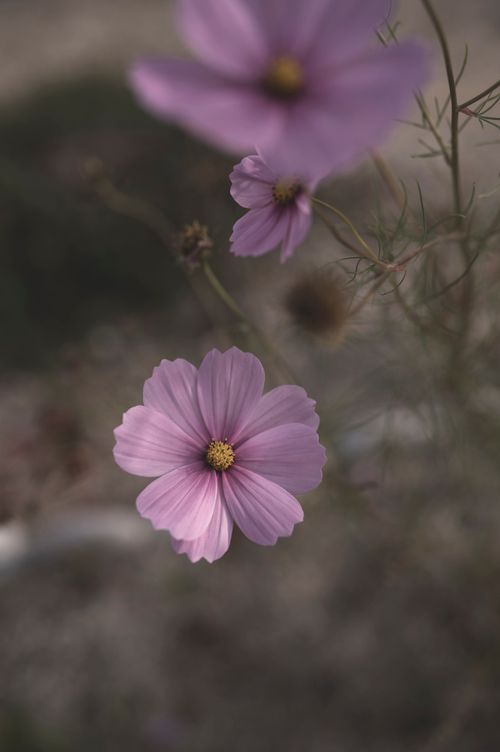 Free A delicate pink cosmos flower captured in a soft focus, highlighting its natural beauty and serene charm. Stock Photo