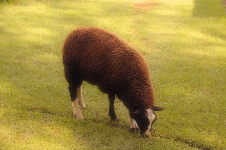 A Sheep Eating Grass 