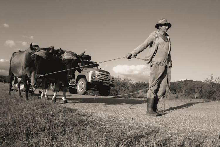 A Farmer Pulling Carabaos On A Leash