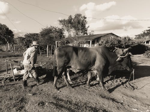 Farmer and a Cow on Field