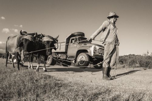 Free A farmer leads oxen pulling a vintage truck along a rural road in sepia tone. Stock Photo