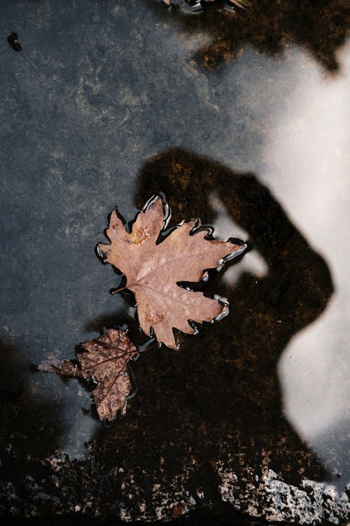 Brown Maple Leaves on the Wet Floor 