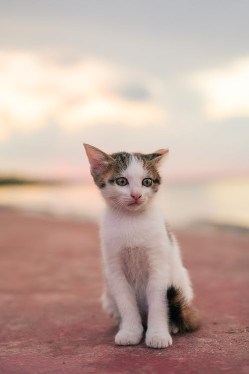 Close-Up Shot of a Kitten 