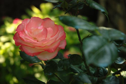 Close-up Photo of a Pink Garden Rose in Bloom