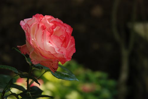 Бесплатное стоковое фото с крупный план, роза, флора