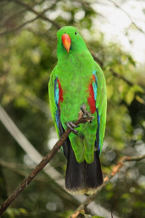 Selective Focus Photo of Male Eclectus Parrot Perching on Branch of Tree