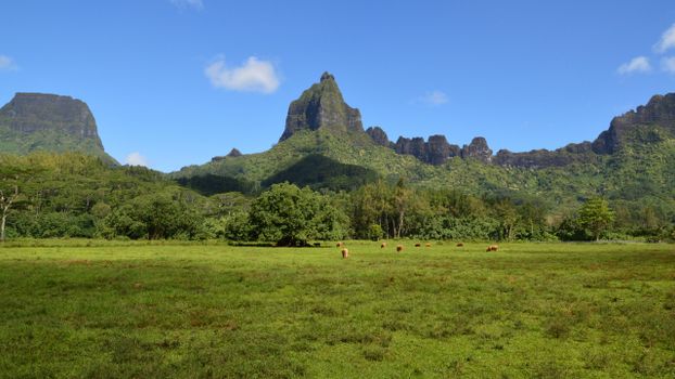 Tahiti, French Polynesia photo 14