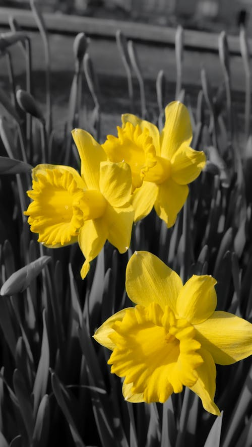 Daffodils 1