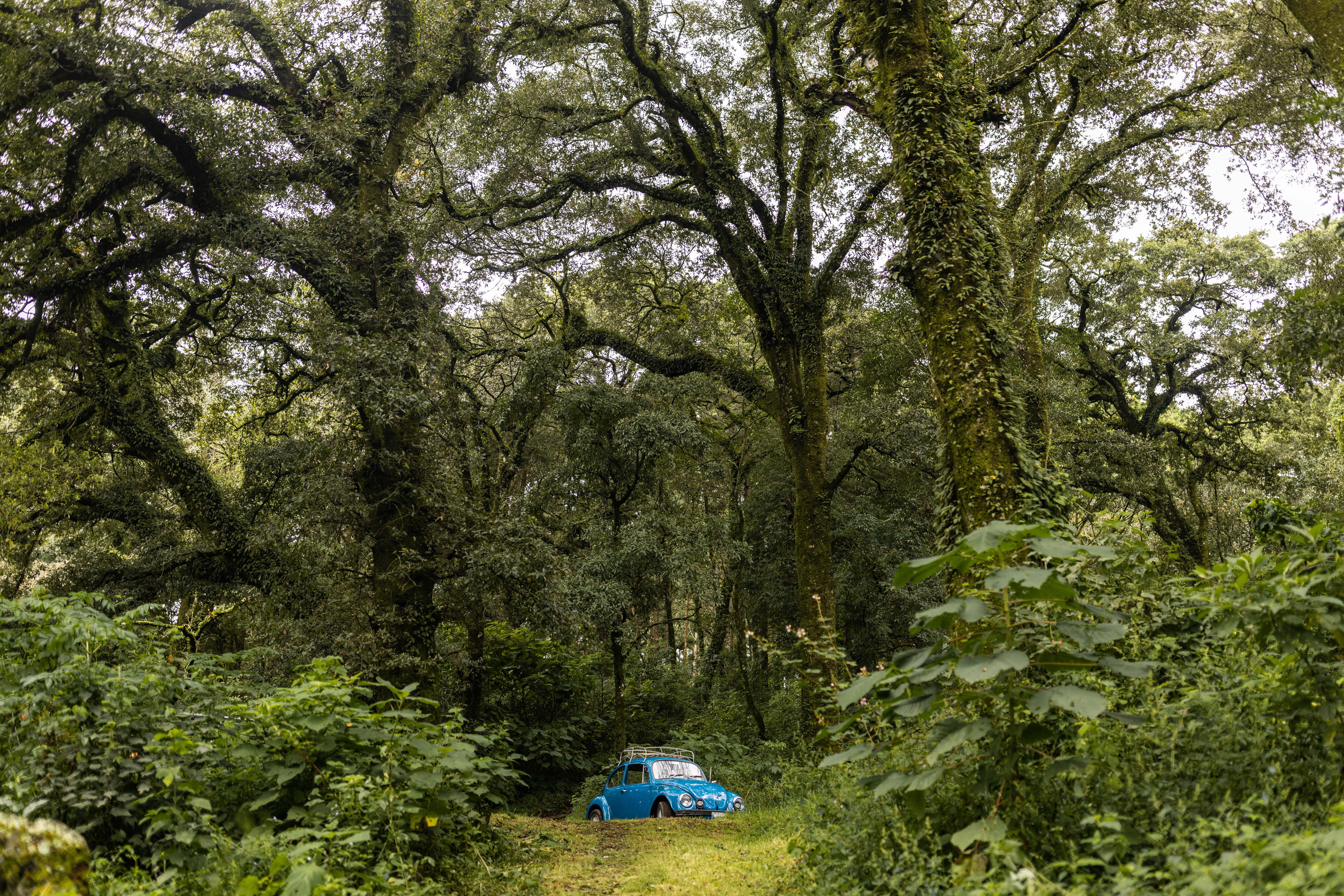 Blue Volkswagen Beetle Parked Under Tall Trees · Free Stock Photo