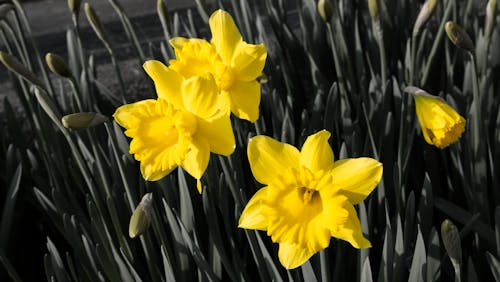 Daffodil 2