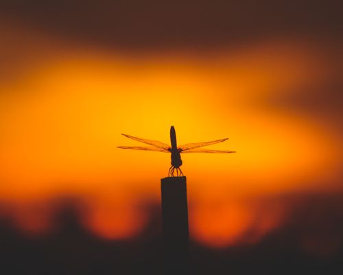 Free Stunning silhouette of a dragonfly perched against a vivid orange sunset sky. Stock Photo