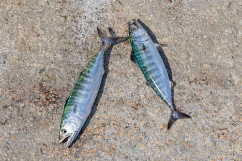 免費 去世, 大西洋鰹魚, 岸邊 的 免費圖庫相片 圖庫相片