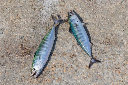 Free stock photo of aquatic animal, atlantic bonito, dead