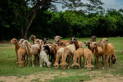 Foto profissional grátis de cabras, criação de gado, fotografia animal