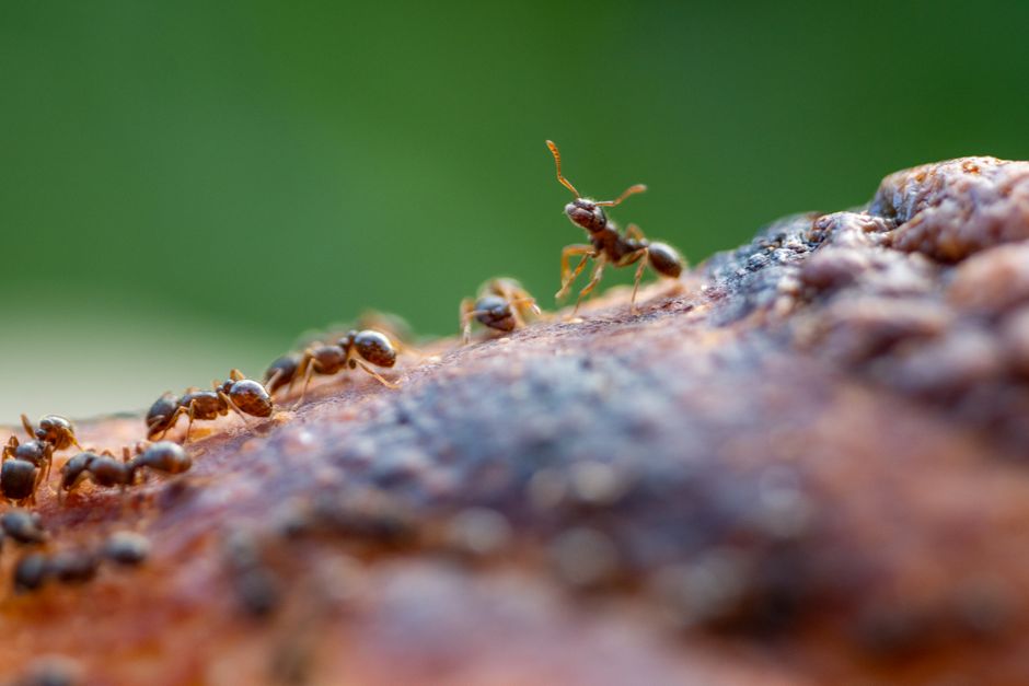 How to Get Rid of Ants in Kitchen: 7 Standouts
