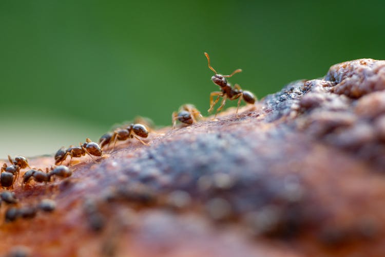 Ants On A Brown Surface