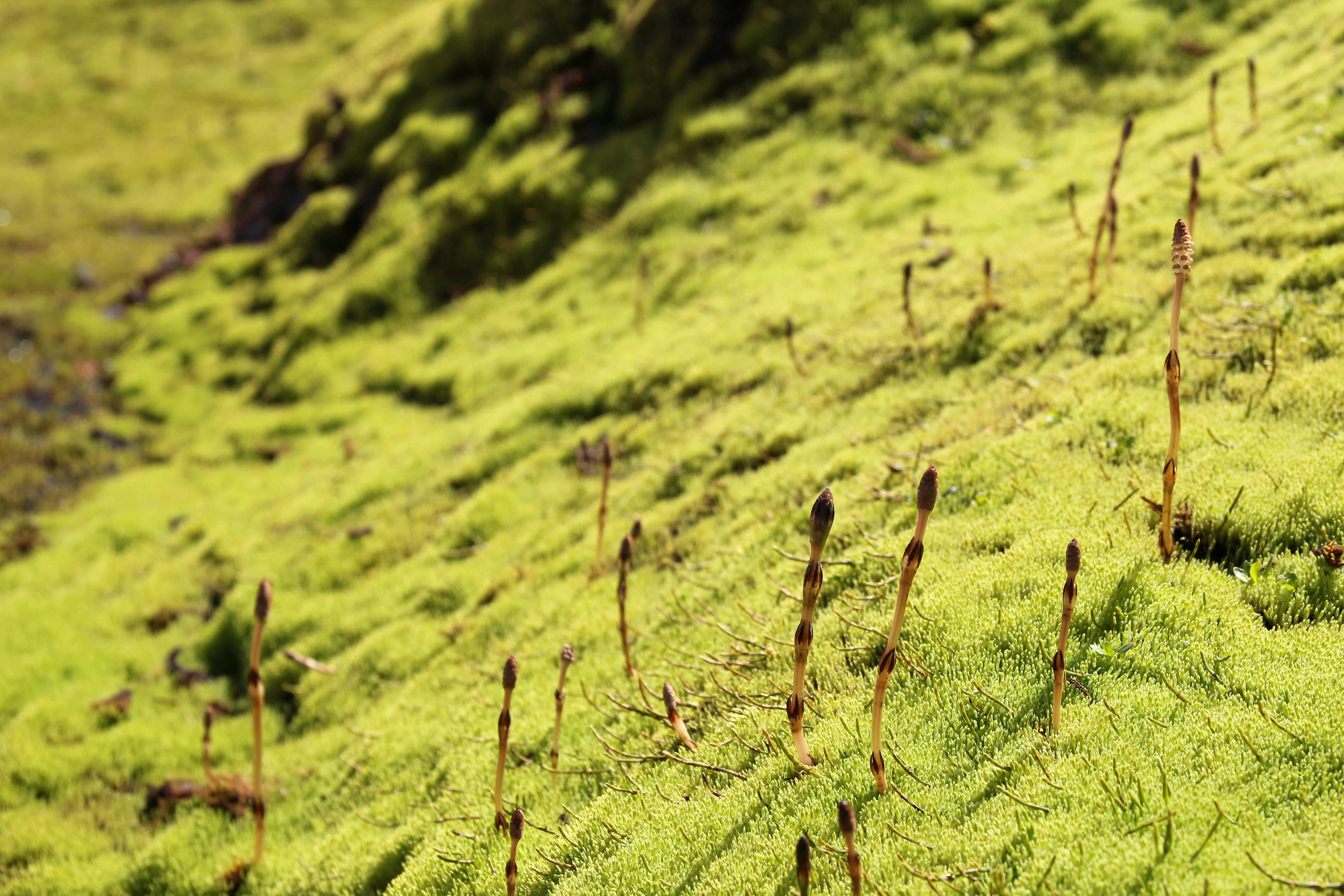 Free stock photo of green, iceland, moss