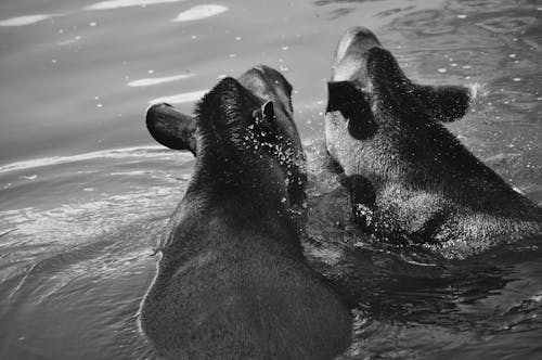 Tapirs Swimming on a Pond