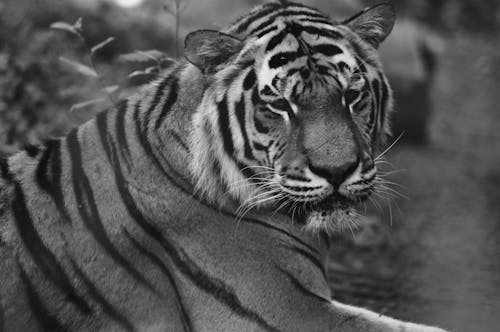 Grayscale Photo of Tiger Lying