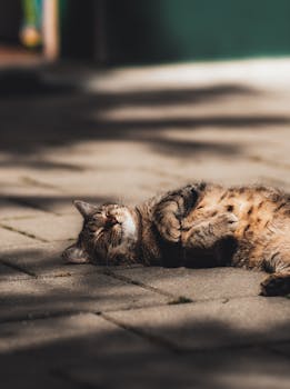 A peaceful tabby cat sleeps on a sunlit sidewalk, casting soft shadows in an outdoor setting.