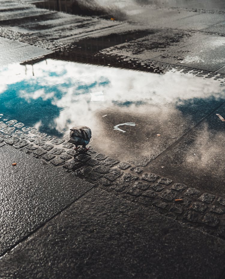 Photo Of A Pigeon Drinking From A Puddle