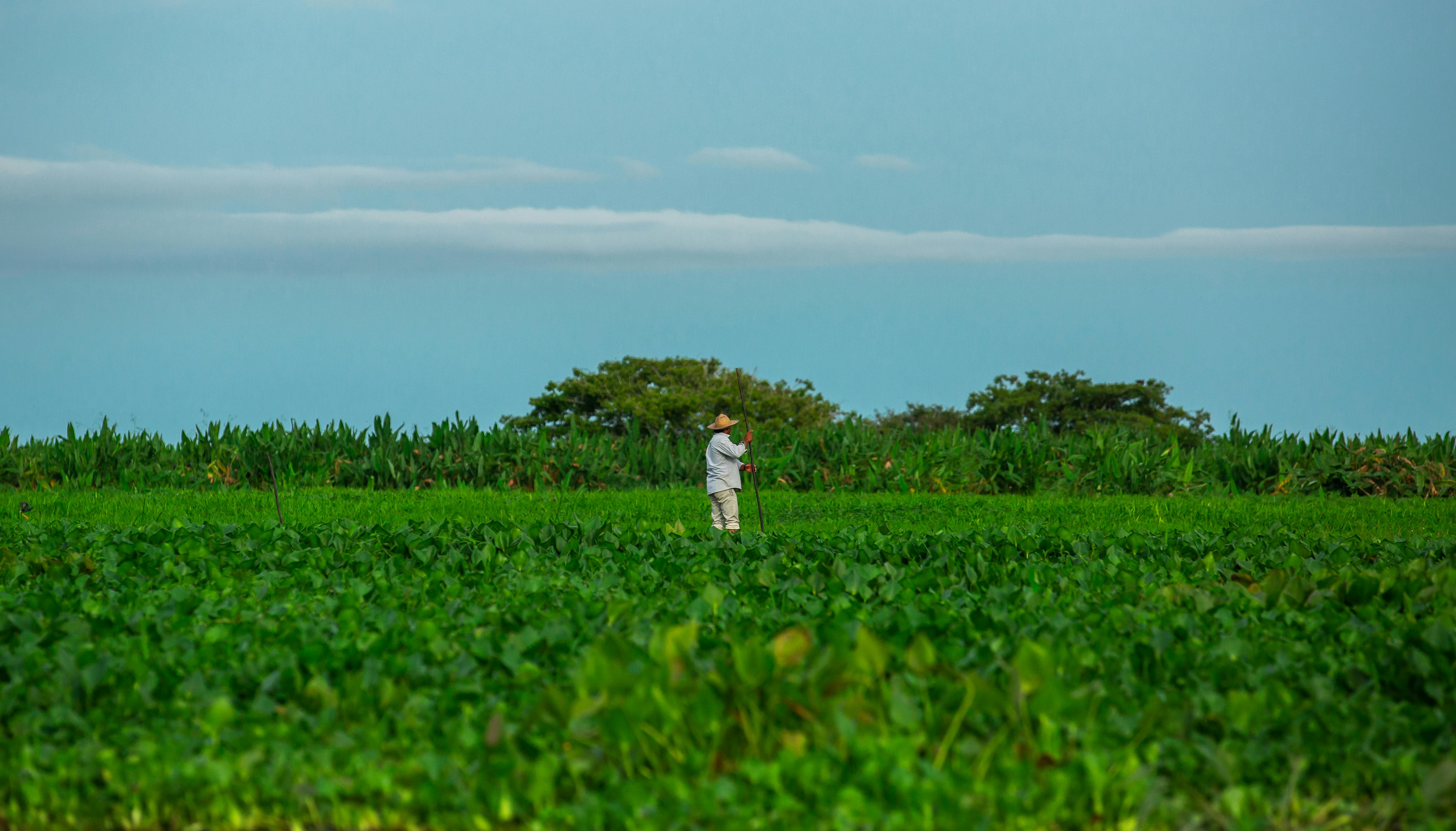 El Niño causa alerta no campo