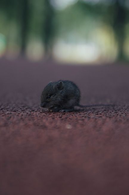 mouse in nature