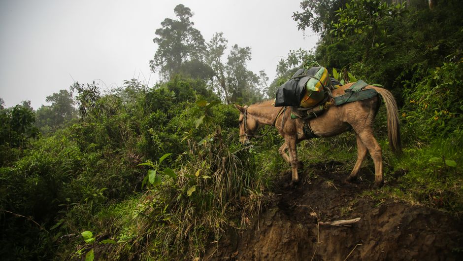 Unforgettable Cotopaxi Volcano Expedition Lagoon Limpiopungo Hike Review: Your Complete Guide to Ecuador's Most Iconic Adventure Review 2026 - A lone pack mule navigates a foggy forest in Génova, Quindío, Colombia.