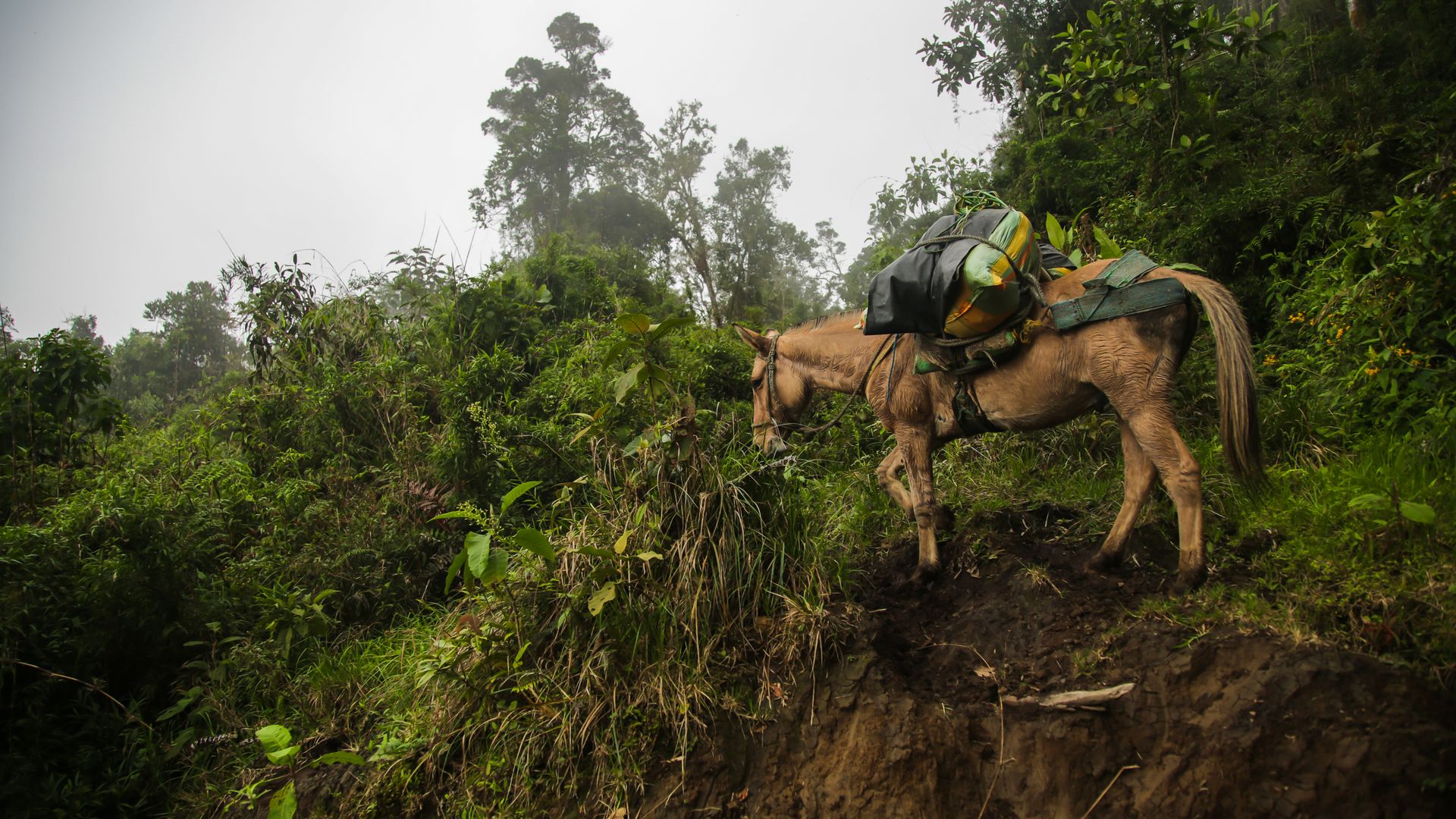 A lone pack mule navigates a foggy forest in Génova, Quindío, Colombia.