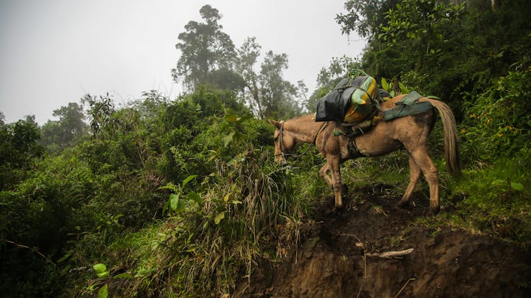 Pack Horse In Forest