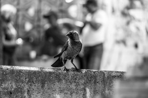 Free A western jackdaw perches on a concrete wall in an urban setting, surrounded by blurred humans. Stock Photo