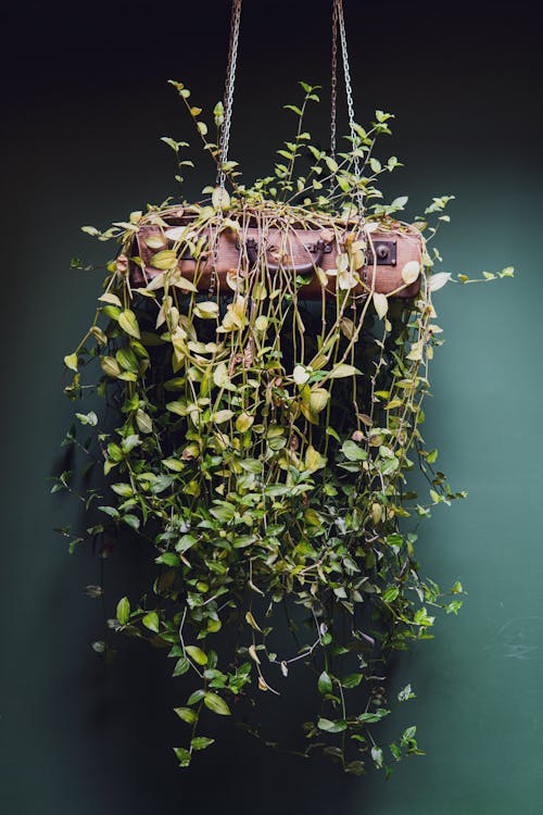 Darmowe zdjęcie z galerii z dekoracja, fotografia roślin, pionowy strzał