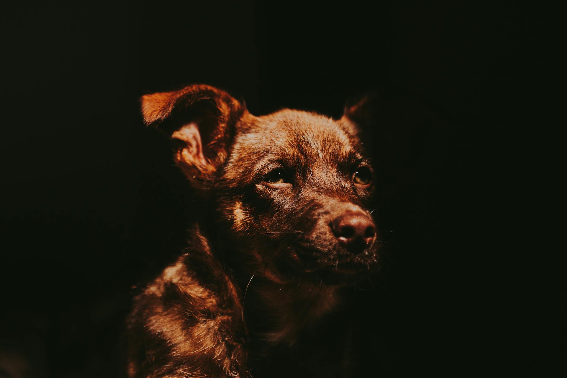 Short-haired Brown Puppy