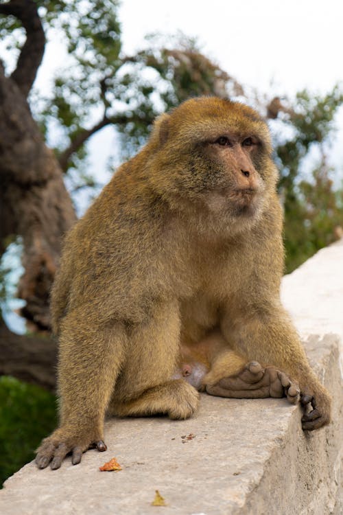 Immagine gratuita di animale, bertuccia, cappellone